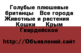 Голубые плюшевые британцы - Все города Животные и растения » Кошки   . Крым,Гвардейское